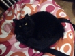 Janie