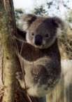 aussie