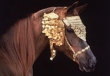 Pegasus