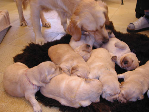 image file name: 2k00e64e15ea.jpg