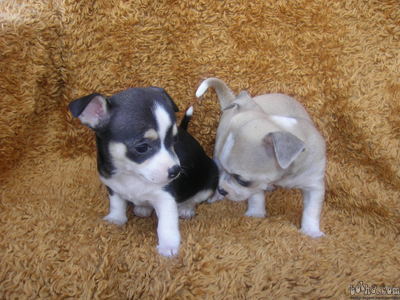 image file name: 2k0260551d07.jpg