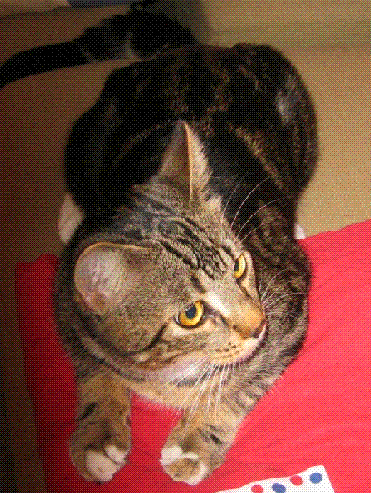 image file name: 2k02f5f67825.gif