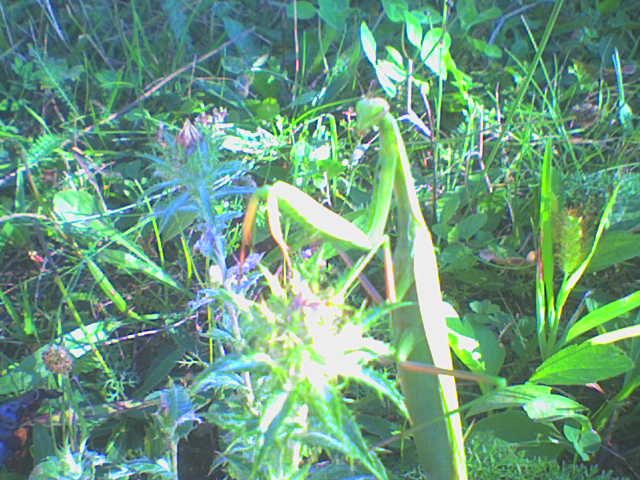 image file name: 2k038f660601.jpg