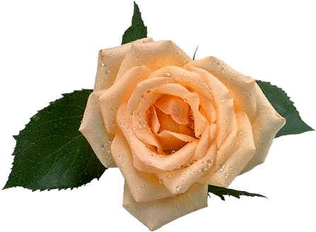 image file name: 2k0563309558.gif