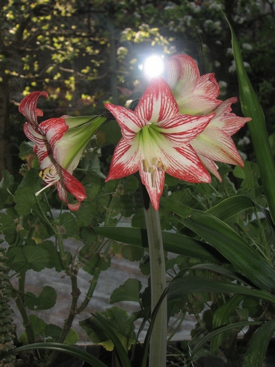 image file name: 2k096df61334.jpg