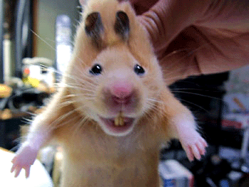 image file name: 2k12b02e76e5.gif