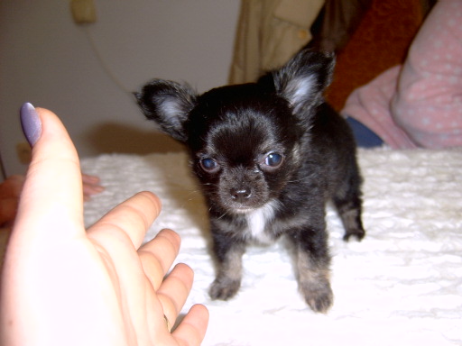 image file name: 2k1f2490f64c.jpg