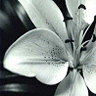 image file name: 2k236fa4eb8a.gif