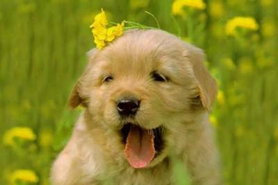 image file name: 2k2f2c7c2aff.jpg