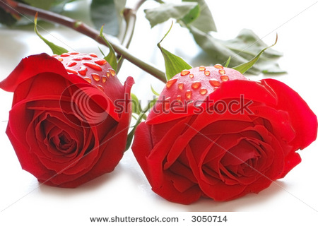 image file name: 2k336d2bfd9b.jpg