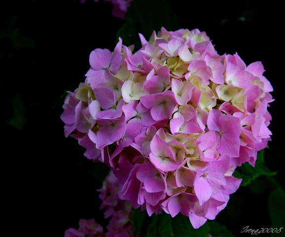 image file name: 2k38d59c1518.jpg
