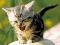 image file name: 2k3f52ce1c95.gif