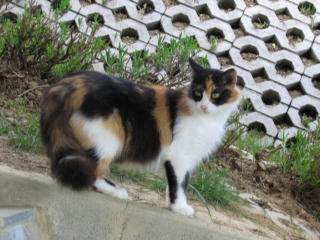 image file name: 2k40ac4b5f3f.jpg