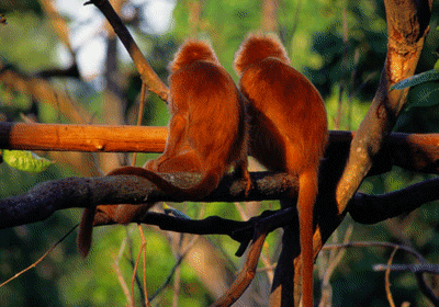 image file name: 2k417a948367.gif