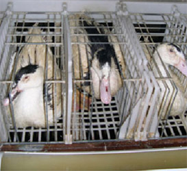 image file name: 2k42f128242c.jpg