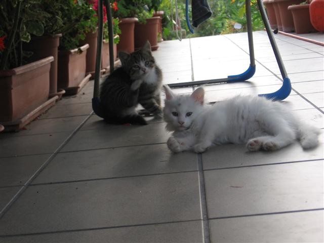 image file name: 2k4325ce98c6.jpg