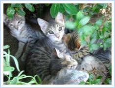 image file name: 2k4738356372.jpg