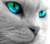 image file name: 2k4a84c2db76.jpg