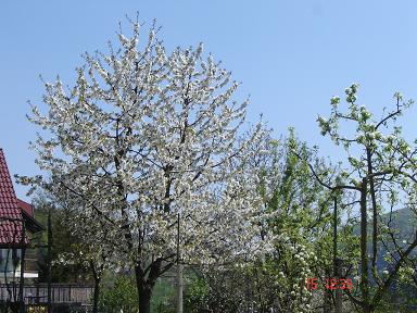 image file name: 2k4e62d18acb.jpg