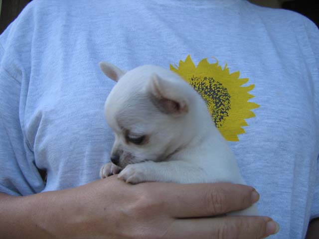 image file name: 2k4e8d195f11.jpg