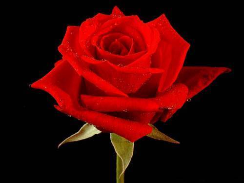 image file name: 2k4ee55b0511.jpg