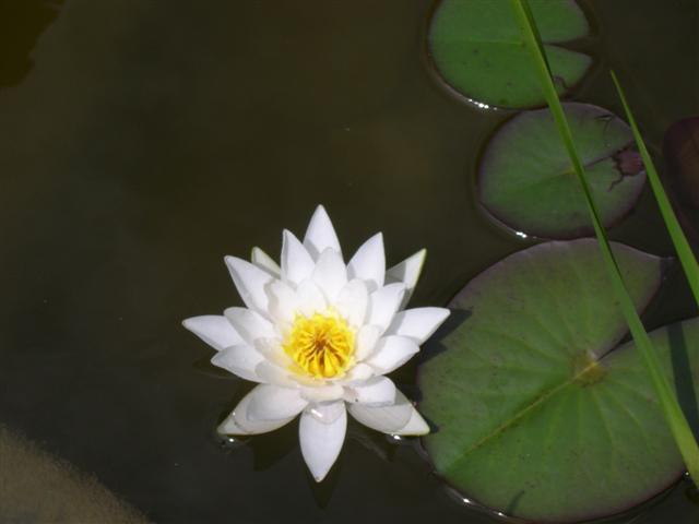 image file name: 2k54ba82443b.jpg