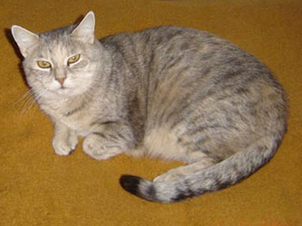image file name: 2k55993540ca.jpg