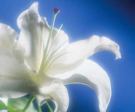 image file name: 2k5aa4365f7c.jpg
