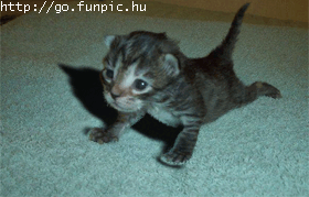 image file name: 2k5aa8630a5f.gif