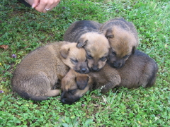 image file name: 2k5d50bf45c9.jpg