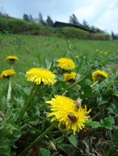 image file name: 2k5eb6644f4c.jpg