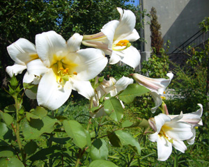 image file name: 2k618b5b71a7.jpg