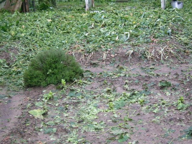 image file name: 2k687a563c52.jpg