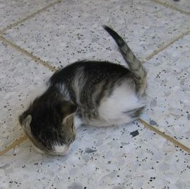 image file name: 2k6f9990e2b8.jpg