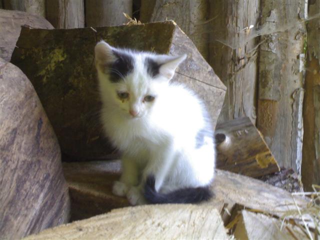 image file name: 2k6fa80684ee.jpg