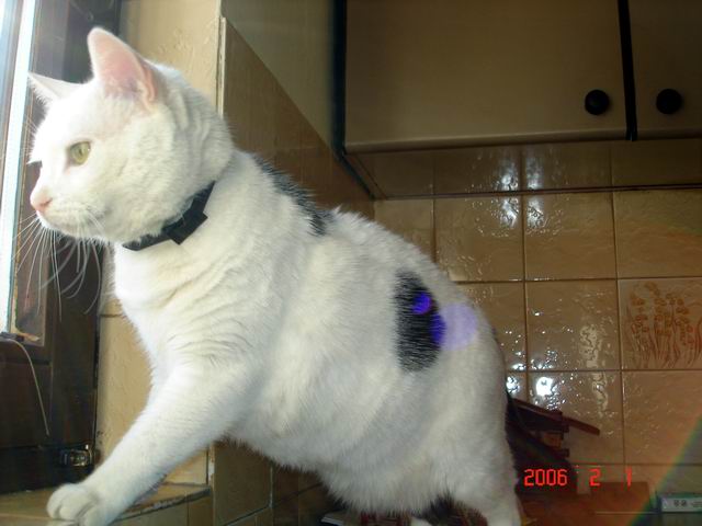 image file name: 2k73e434a039.jpg