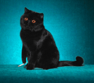 image file name: 2k7840517dbb.gif