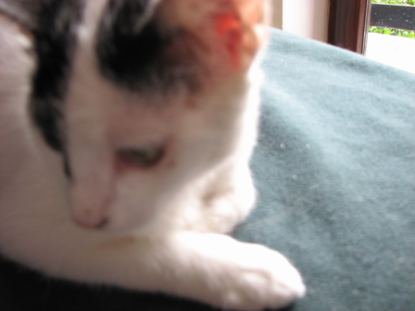 image file name: 2k7ed5aa64e1.jpg