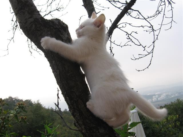 image file name: 2k83860998b9.jpg