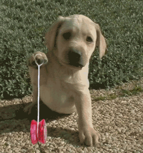 image file name: 2k84753fccba.gif