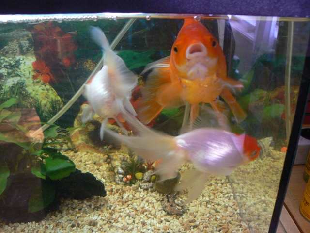 image file name: 2k88c9feec47.jpg