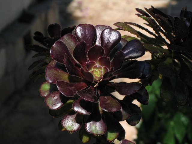 image file name: 2k890cd656a3.jpg