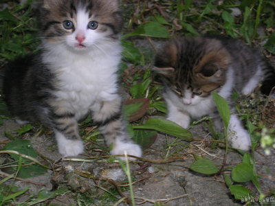 image file name: 2k89c4c0979e.jpg