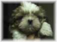 image file name: 2k89dd5b4016.jpg