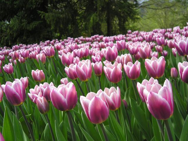 image file name: 2k8ba81f7b5e.jpg