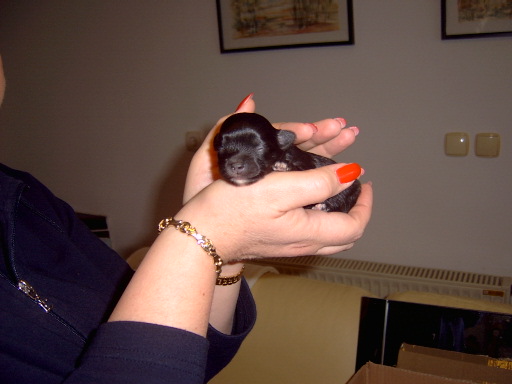 image file name: 2k8fe15c0590.jpg