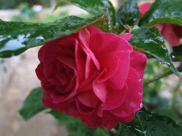 image file name: 2k9319bd9dcc.jpg