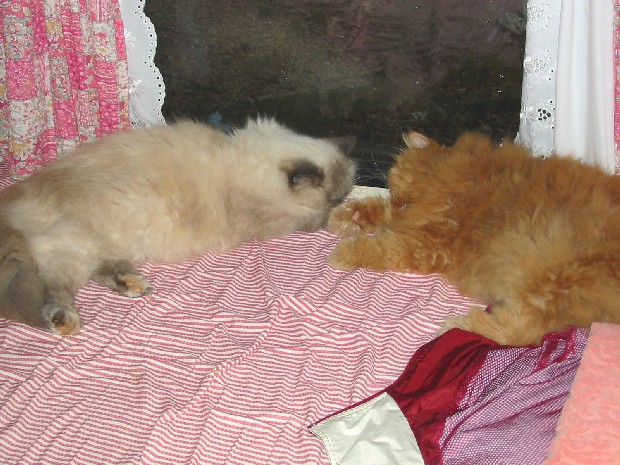 image file name: 2k981b6dc774.jpg