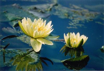 image file name: 2ka4c4629390.jpg