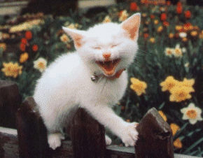 image file name: 2ka523280844.gif